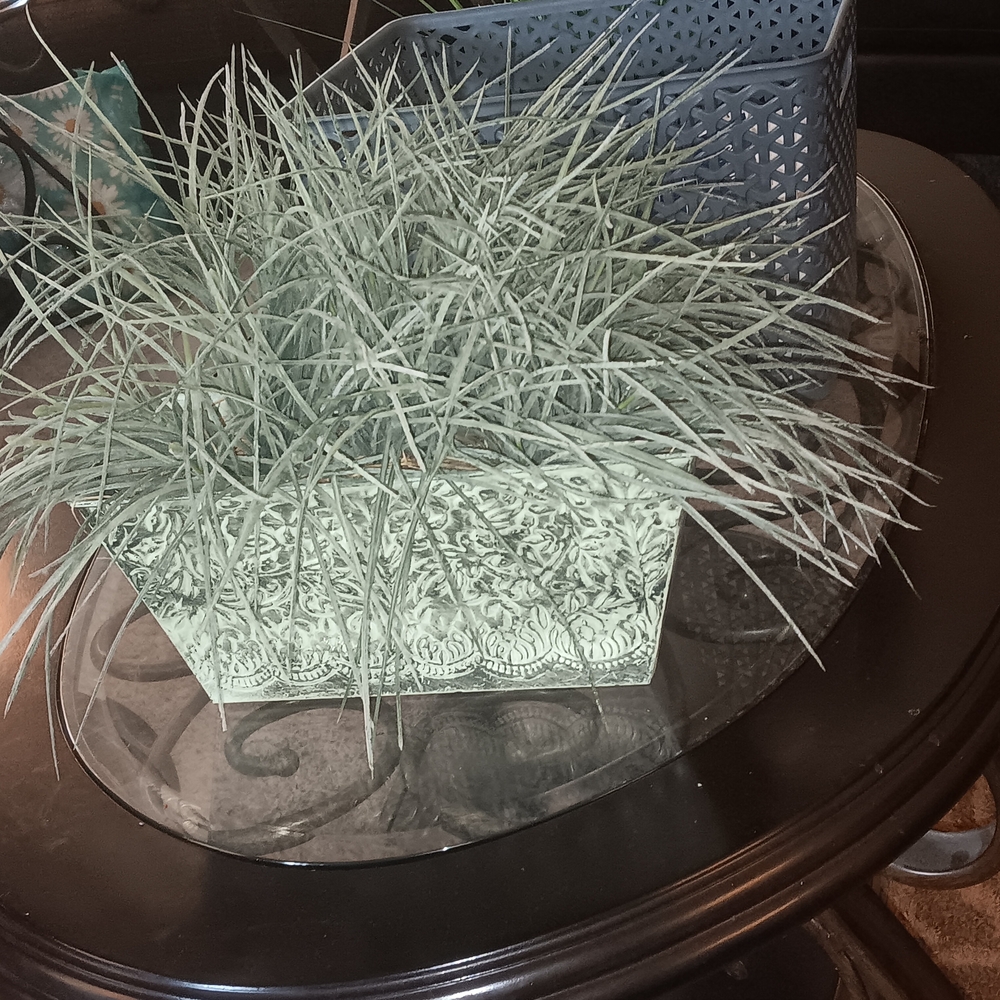 Decorative Green Grass Arrangement
